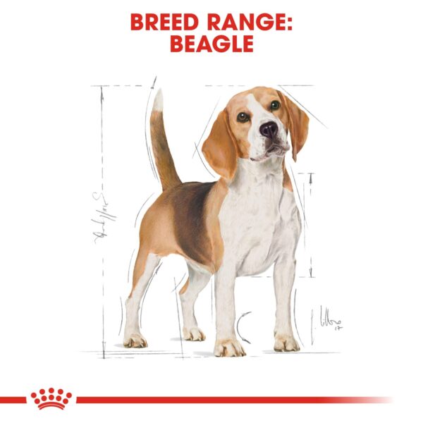 Royal Canin  Beagle Adult 3 KG - Image 3