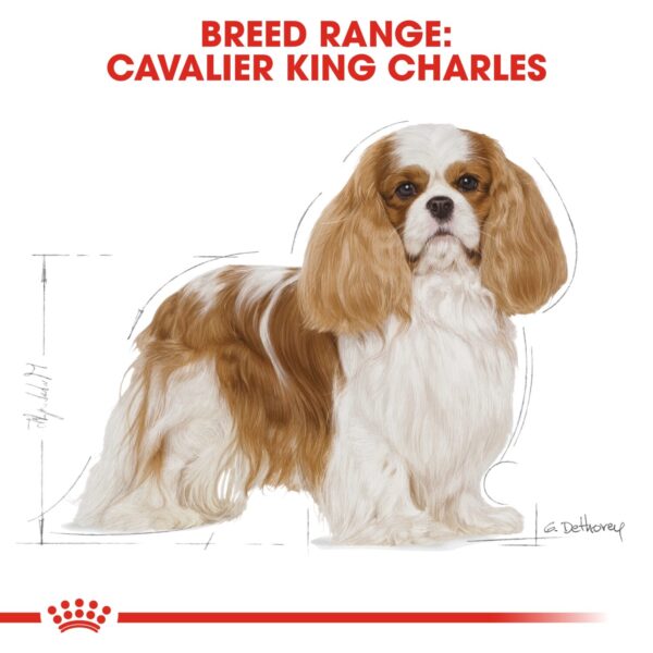 Royal Canin  Cavalier King Charles Adult 1.5 KG - Image 4