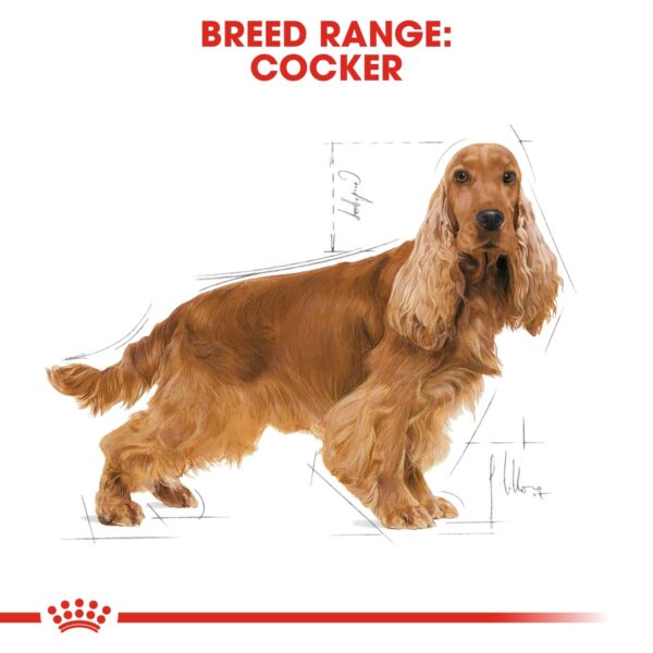 Royal Canin  Cocker Adult 3 KG - Image 3