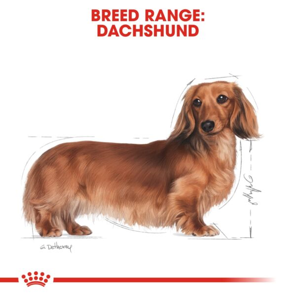 Royal Canin  Dachshund Adult 1.5 KG - Image 2