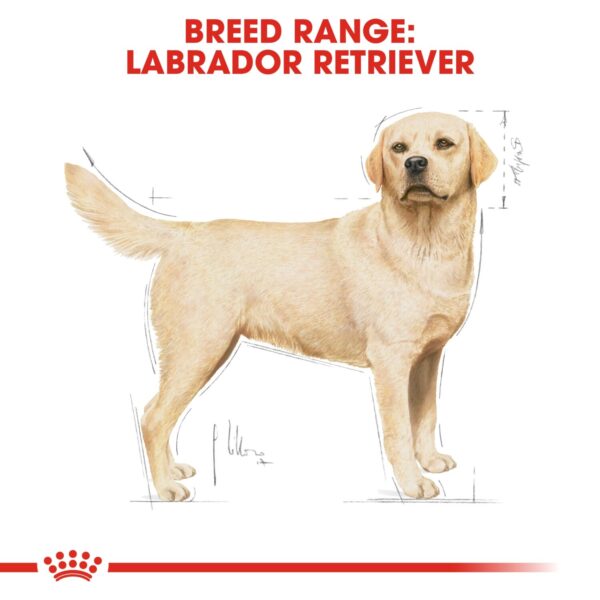 Royal Canin  Labrador Adult 3 KG - Image 5