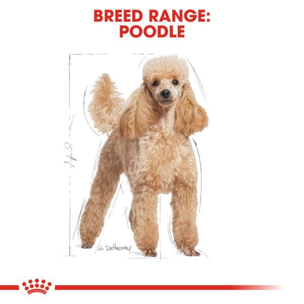 Royal Canin  Poodle Adult 1.5 KG - Image 3