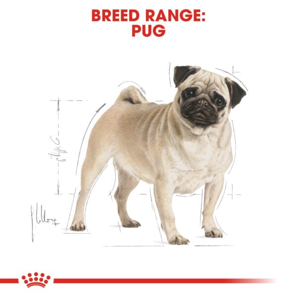 Royal Canin  Pug Adult 1.5 KG - Image 4