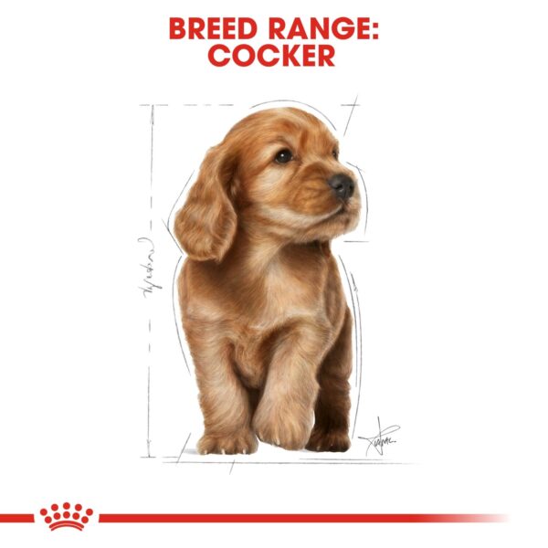 Royal Canin  Cocker Puppy 3 KG - Image 6