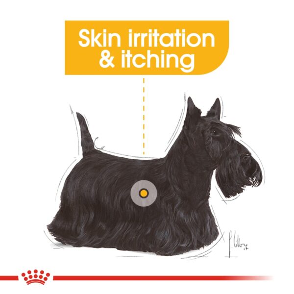 Royal Canin  Mini Dermacomfort 3 KG - Image 2