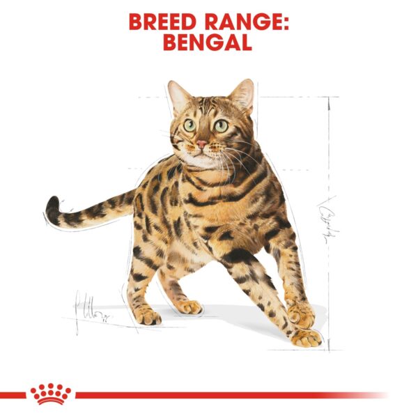 Royal Canin Bengal Adult 2 KG - Image 3