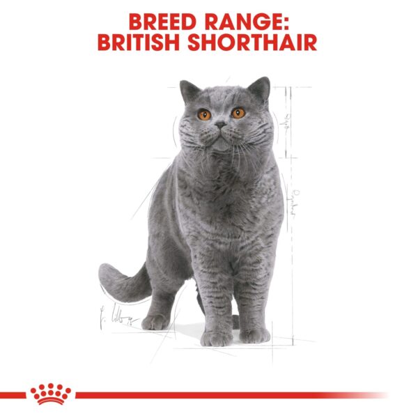 Royal Canin British Shorthair Adult 4 KG - Image 4