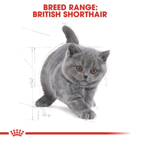 Royal Canin British Shorthair Kitten 2 KG - Image 3