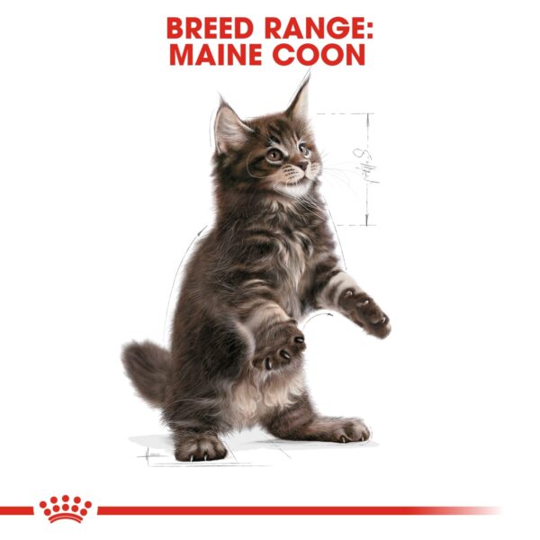 Royal Canin Maine Coon Kitten 2 KG - Image 3