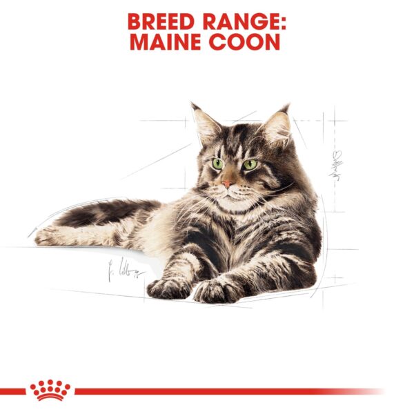 Royal Canin Maine Coon Adult 2 KG - Image 4